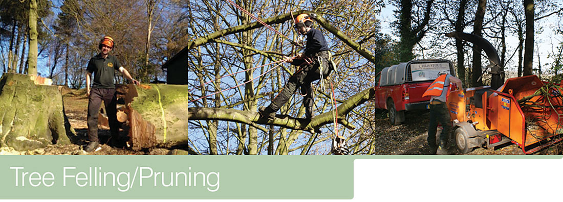 Tree Felling/Pruning